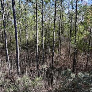 Photo #49 of SOLD property in Off Sladesville Credle Rd, Scranton, NC 36.9 acres