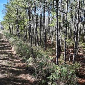 Photo #50 of SOLD property in Off Sladesville Credle Rd, Scranton, NC 36.9 acres