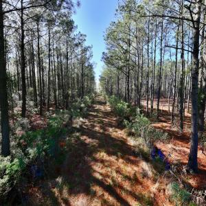 Photo #52 of SOLD property in Off Sladesville Credle Rd, Scranton, NC 36.9 acres