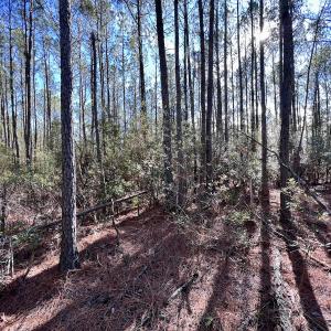 Photo #53 of SOLD property in Off Sladesville Credle Rd, Scranton, NC 36.9 acres