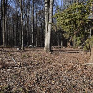 Photo #21 of SOLD property in 334 Westview Drive, Gibsonville, NC 2.9 acres