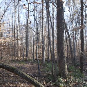 Photo #23 of SOLD property in 334 Westview Drive, Gibsonville, NC 2.9 acres