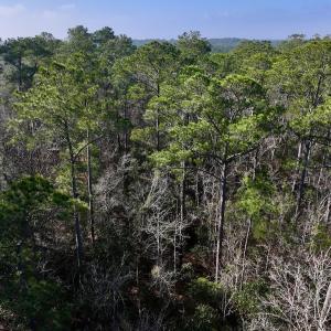 Photo #11 of SOLD property in 280 Arant Farm Rd, Merritt, NC 10.1 acres