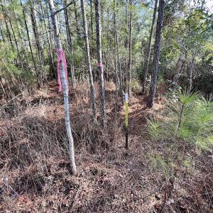 Photo #12 of SOLD property in 280 Arant Farm Rd, Merritt, NC 10.1 acres