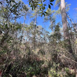 Photo #16 of SOLD property in 280 Arant Farm Rd, Merritt, NC 10.1 acres