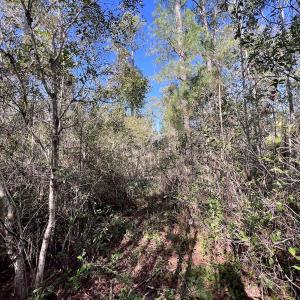Photo #17 of SOLD property in 280 Arant Farm Rd, Merritt, NC 10.1 acres