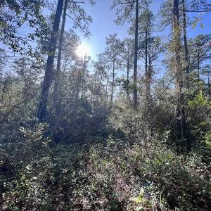 Photo #6 of SOLD property in 280 Arant Farm Rd, Merritt, NC 10.1 acres
