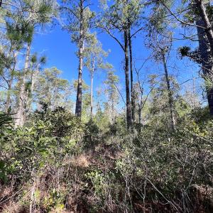 Photo #21 of SOLD property in 280 Arant Farm Rd, Merritt, NC 10.1 acres