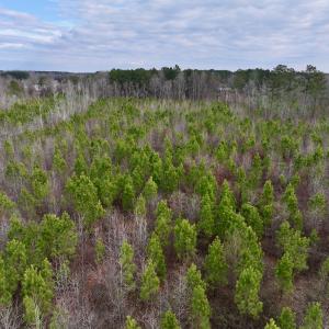 Photo #11 of SOLD property in Off Martin Luther Rd, Plymouth, NC 20.1 acres