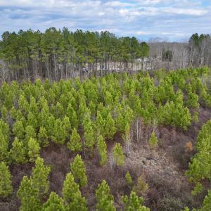 Photo #12 of SOLD property in Off Martin Luther Rd, Plymouth, NC 20.1 acres