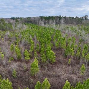 Photo #13 of SOLD property in Off Martin Luther Rd, Plymouth, NC 20.1 acres