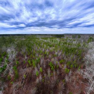 Photo #15 of SOLD property in Off Martin Luther Rd, Plymouth, NC 20.1 acres
