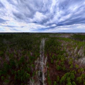 Photo #16 of SOLD property in Off Martin Luther Rd, Plymouth, NC 20.1 acres