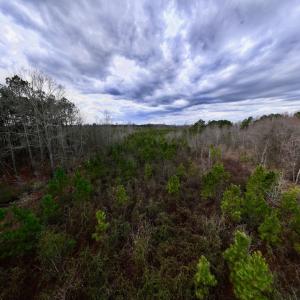 Photo #17 of SOLD property in Off Martin Luther Rd, Plymouth, NC 20.1 acres