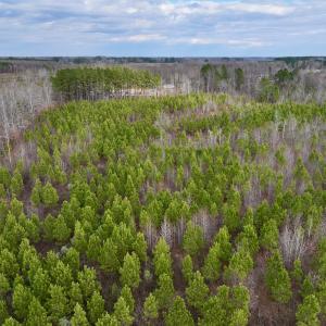 Photo #10 of SOLD property in Off Martin Luther Rd, Plymouth, NC 20.1 acres