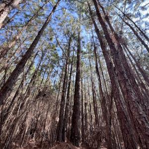 Photo #15 of SOLD property in 794 Wheaton Point Road, Aurora, NC 40.8 acres