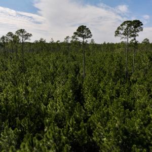 Photo #17 of SOLD property in 794 Wheaton Point Road, Aurora, NC 40.8 acres