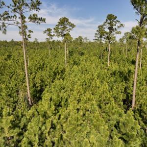Photo #18 of SOLD property in 794 Wheaton Point Road, Aurora, NC 40.8 acres