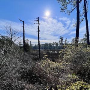 Photo #8 of SOLD property in 794 Wheaton Point Road, Aurora, NC 40.8 acres