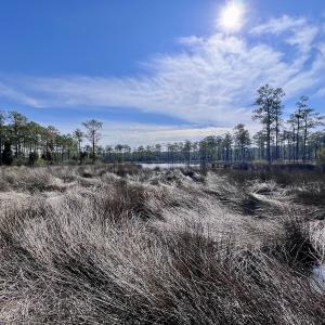Photo #9 of SOLD property in 794 Wheaton Point Road, Aurora, NC 40.8 acres