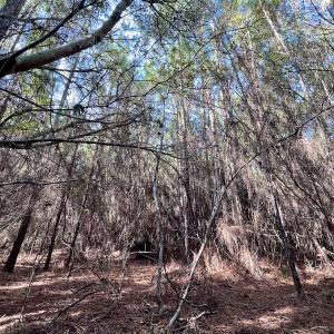 Photo #22 of SOLD property in 794 Wheaton Point Road, Aurora, NC 40.8 acres