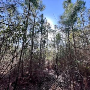 Photo #23 of SOLD property in 794 Wheaton Point Road, Aurora, NC 40.8 acres