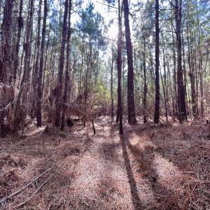 Photo #28 of SOLD property in 794 Wheaton Point Road, Aurora, NC 40.8 acres