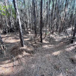 Photo #29 of SOLD property in 794 Wheaton Point Road, Aurora, NC 40.8 acres