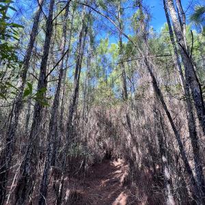 Photo #30 of SOLD property in 794 Wheaton Point Road, Aurora, NC 40.8 acres