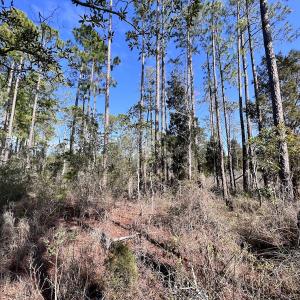 Photo #31 of SOLD property in 794 Wheaton Point Road, Aurora, NC 40.8 acres