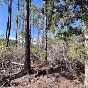 Photo #32 of SOLD property in 794 Wheaton Point Road, Aurora, NC 40.8 acres
