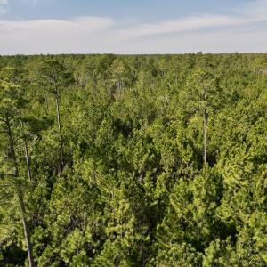 Photo #45 of SOLD property in 794 Wheaton Point Road, Aurora, NC 40.8 acres