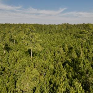 Photo #46 of SOLD property in 794 Wheaton Point Road, Aurora, NC 40.8 acres