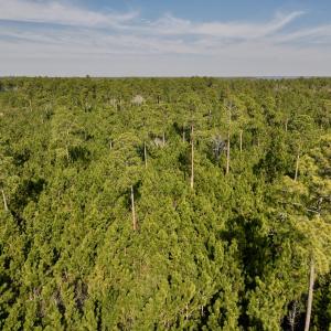 Photo #47 of SOLD property in 794 Wheaton Point Road, Aurora, NC 40.8 acres