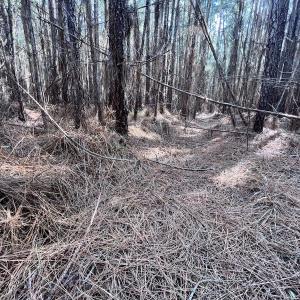 Photo #48 of SOLD property in 794 Wheaton Point Road, Aurora, NC 40.8 acres