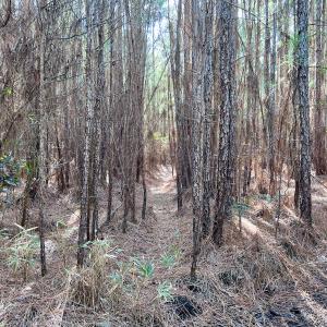 Photo #52 of SOLD property in 794 Wheaton Point Road, Aurora, NC 40.8 acres