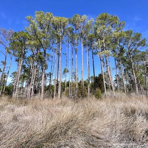 Photo #54 of SOLD property in 794 Wheaton Point Road, Aurora, NC 40.8 acres