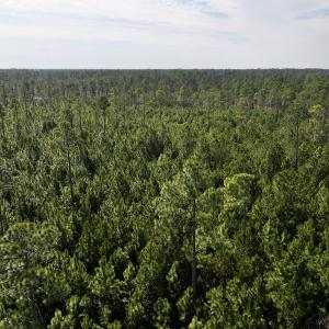 Photo #56 of SOLD property in 794 Wheaton Point Road, Aurora, NC 40.8 acres