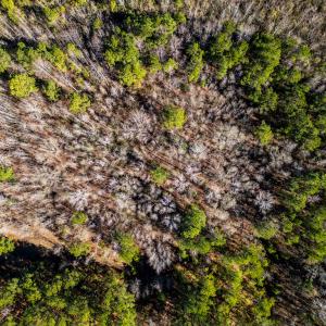 Photo #10 of SOLD property in Off Richland Drive, Red Springs, NC 10.4 acres