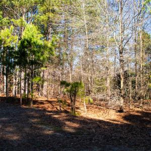 Photo #12 of SOLD property in Off Richland Drive, Red Springs, NC 10.4 acres