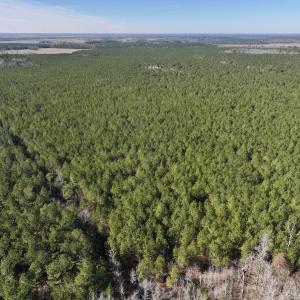 Photo #11 of SOLD property in Off Rehoboth Church Rd, Jackson, NC 162.7 acres