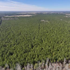 Photo #13 of SOLD property in Off Rehoboth Church Rd, Jackson, NC 162.7 acres