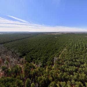 Photo #15 of SOLD property in Off Rehoboth Church Rd, Jackson, NC 162.7 acres