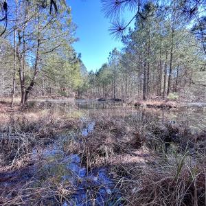 Photo #14 of SOLD property in Off Rehoboth Church Rd, Jackson, NC 162.7 acres