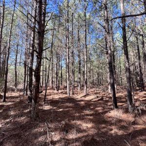 Photo #16 of SOLD property in Off Rehoboth Church Rd, Jackson, NC 162.7 acres