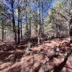 Photo #17 of SOLD property in Off Rehoboth Church Rd, Jackson, NC 162.7 acres