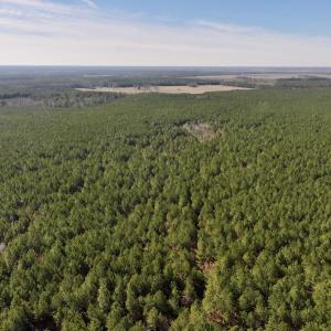 Photo #18 of SOLD property in Off Rehoboth Church Rd, Jackson, NC 162.7 acres