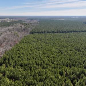 Photo #19 of SOLD property in Off Rehoboth Church Rd, Jackson, NC 162.7 acres