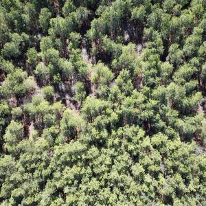 Photo #20 of SOLD property in Off Rehoboth Church Rd, Jackson, NC 162.7 acres