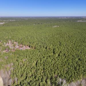 Photo #4 of SOLD property in Off Rehoboth Church Rd, Jackson, NC 162.7 acres
